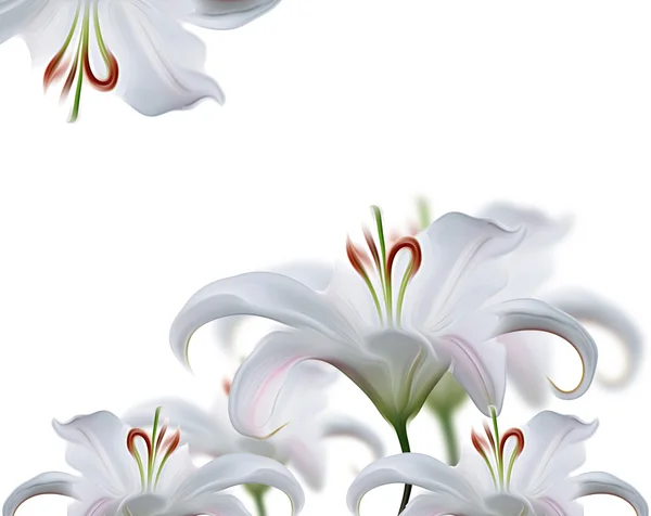 Karangan bunga lili — Stok Foto