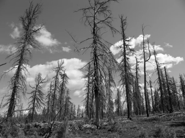 A morte da floresta do fogo selvagem. Paisagem monocromática . — Fotografia de Stock