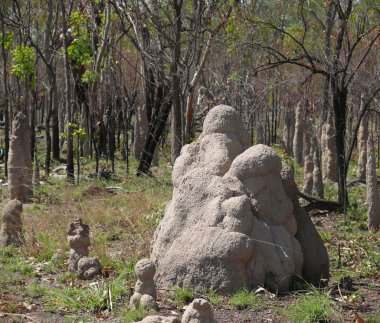 Evi termitler, Kasım 19, 2007 northern Territory, Avustralya.