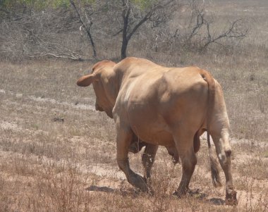 Fotoğraf güçlü gidiş öküz Batı Avustralya.