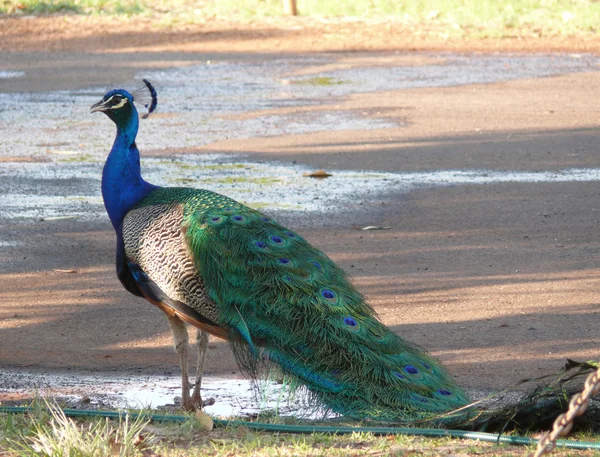 The bird Peacock. Australian outback, Northern territory. — Stock Photo, Image