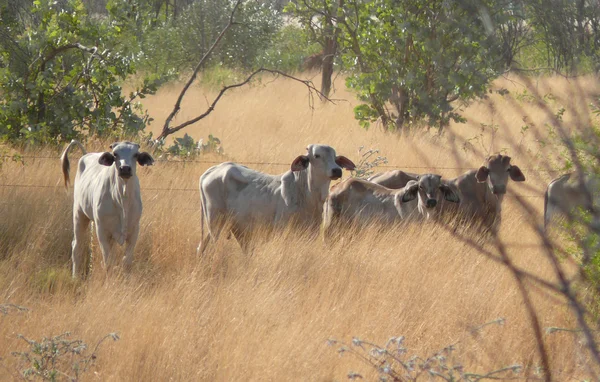 Sehr intelligente und neugierige kühe in westaustralien. — Stockfoto