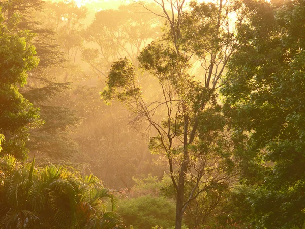 Αυστραλία. τοπίο του ξύλου με ρομαντικό φως. — Φωτογραφία Αρχείου