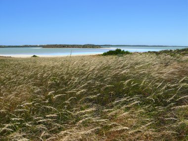 tahıl ot bornoz, Güney Avustralya yakınlarında ışıldadı ile tuzlu göller.