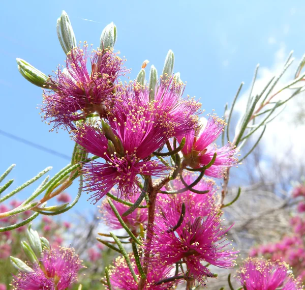 The Photo of the beautiful pink flower, Macro. Western Australia. — Stock Photo, Image