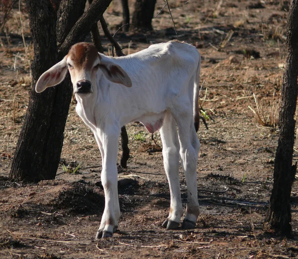 Foto-Kalb, Nahaufnahme, in Westaustralien. — Stockfoto