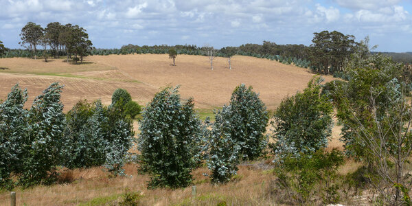 Panorama of the beautiful agricultural land with strong wind. Western Australia, near Margaret River.