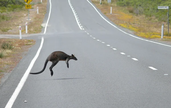 Australië, victoria, de Grote Oceaan road. de kangoeroe springen door weg — Stockfoto