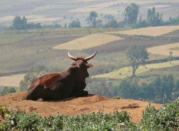 Etiopia. zamyślony woły leżącego przed zbuntowanych. — Zdjęcie stockowe