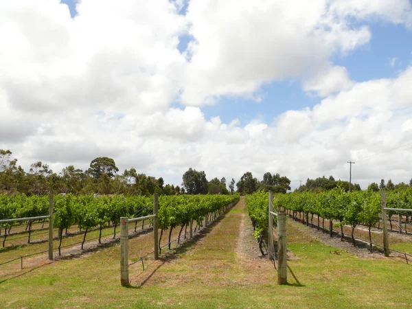 Uva ao meio-dia. Oeste da Austrália, perto de Margaret River . Fotos De Bancos De Imagens