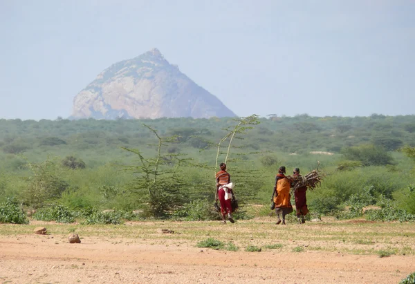 Mujeres de la tribu africana Tsonga almacenan leña el 28 de noviembre de 2008 en Kenia, África . Imagen de stock