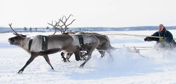 Rusya üzerinde geyik Ren geyiği damızlık 18 Mart 2006 yılında nadym, tatil sırasında yarış.