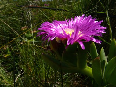 güzel bir pembe çiçek fotoğrafı makro. büyük ocean road, Avustralya, victoria, Milli Parkı.