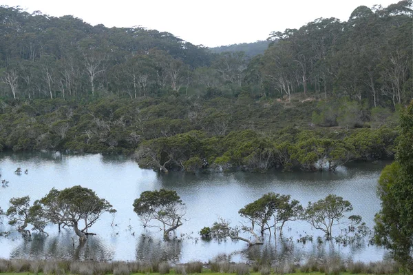 En Australia. Victoria. Bosque de eucalipto con río, parque nacional . — Foto de Stock