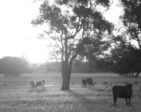 ışık, tek renkli romantik peyzaj inekler. perth yakınındaki Batı Avustralya.