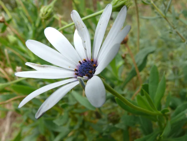 Blue-white flower, macro photo. Western Australia, near Perth. — Stock Photo, Image