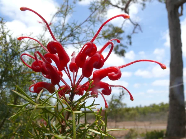 Epätavallisen punaisen kukan kuva, Makro. Länsi-Australia . — kuvapankkivalokuva