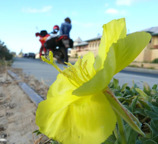 Zdjęcie piękny żółty kwiat na tle motocykla z dziewczyną, makro. australia Zachodnia. — Zdjęcie stockowe