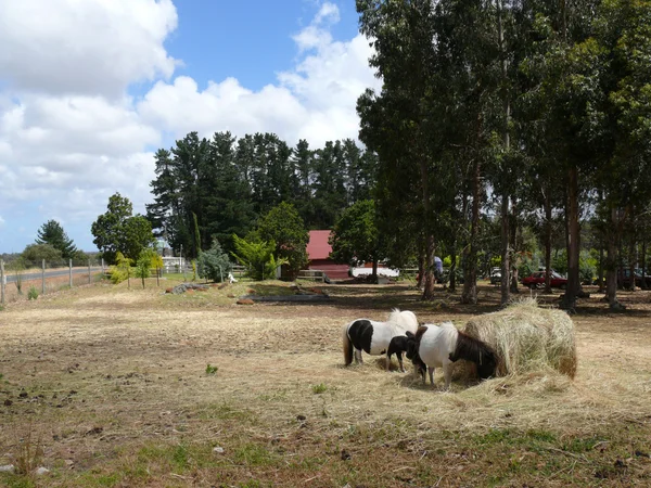 Tre pony mangiano paglia su sfondo pulito strutture agricole. Australia Occidentale, vicino Margaret River . — Foto Stock