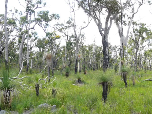 桉树木材的风景。西澳大利亚州奥古斯塔附近. — 图库照片
