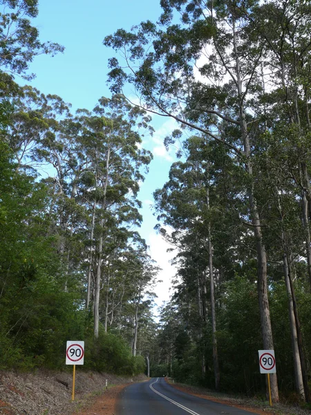 yolu ile yüksek okaliptüs ahşap. Batı Avustralya, albany yakınlarında.