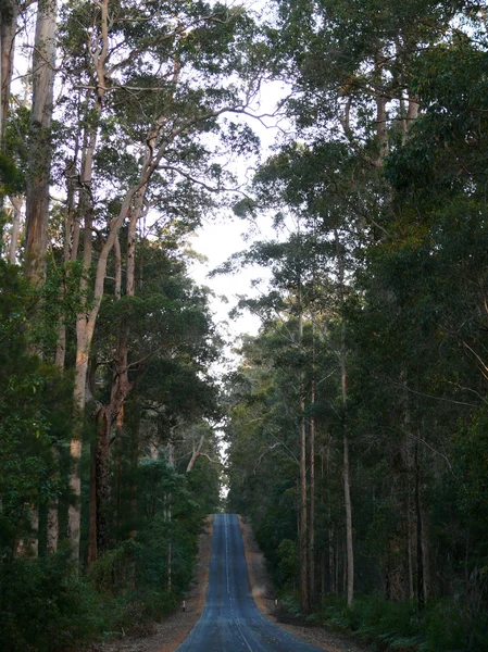 Very high and gloomy eucalyptus wood with road. Western Australia, near Albany. — Stock Photo, Image