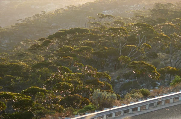 La perspective du bois d'eucalyptus au coucher du soleil. Australie occidentale, près de Eucla . — Photo
