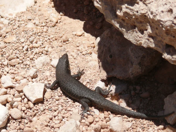 Taşların içinde siyah bir kertenkele. milli park nullarbor. Güney Avustralya. — Stok fotoğraf