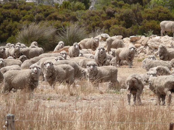 Famous australian sheep with the most rich wool in world. South Australia near Ceduna. — Stock Photo, Image