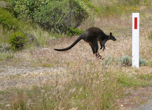 Avustralya, victoria, büyük okyanus yol. siyah kanguru atlama. — Stok fotoğraf