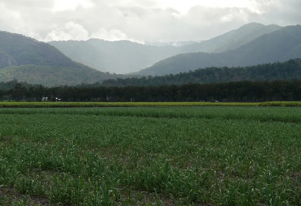 Avustralya queensland. Kara kaplı görebilsin tarım peyzaj.