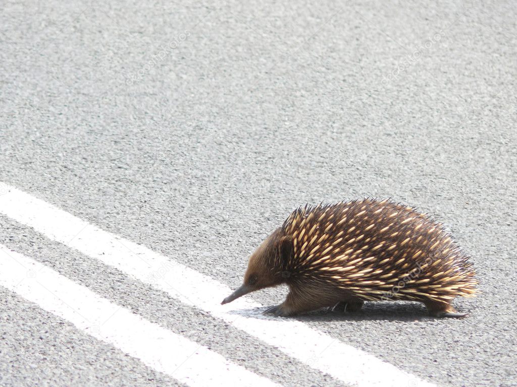 The Echidna (Tachyglossus aculeatus) crosses road. Australia, Victoria, Great Ocean Road.