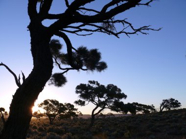 Avustralya. çevre adelaide. bükülmüş kuru ağaç arka plan mavi gökyüzü üzerinde.