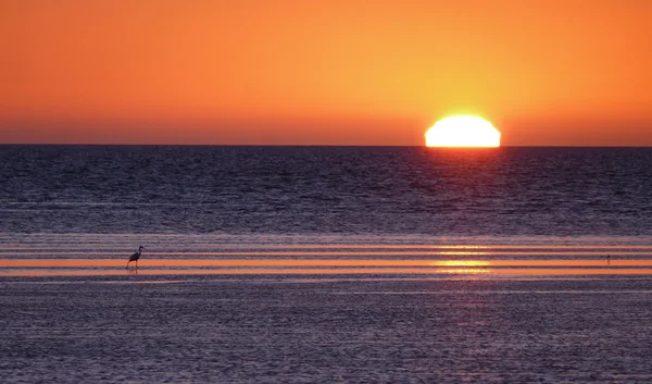 Australia. Going bird on shoal of the ocean during sundown. — Stock Photo, Image
