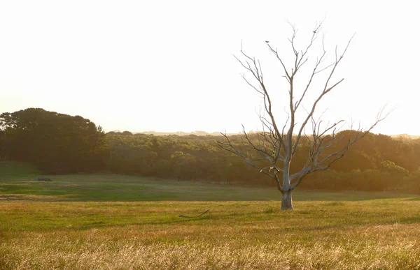 Árvore seca com pássaros no pôr do sol. Perto de Nelson, Victoria, Austrália . — Fotografia de Stock