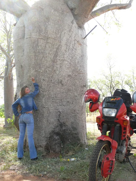 Baobab gigante australiano —  Fotos de Stock