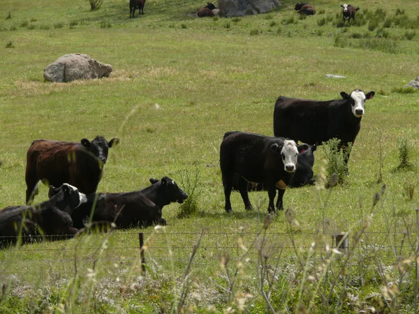 Travel to Australia. Nature, landscape, pasture, cows. — Stock Photo, Image