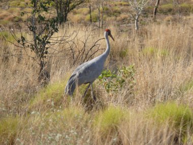 Avustralya. deve kuşu.
