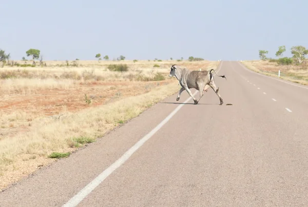 Desierto. En Australia. Vaca. . —  Fotos de Stock