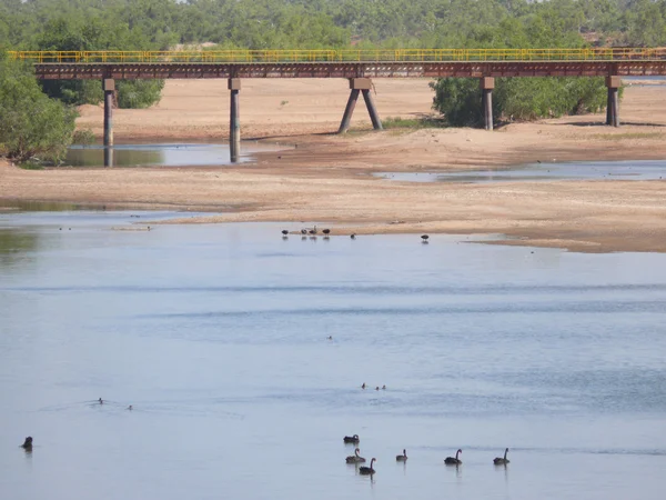 Cisnes en el agua. — Foto de Stock