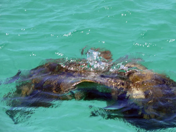 Ilha da tartaruga . — Fotografia de Stock