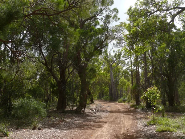 Paisaje de la naturaleza. Bosque . — Foto de Stock