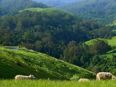 gür yeşil dağ mera.