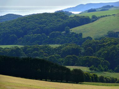 Pasifik Sahili. Avustralya.
