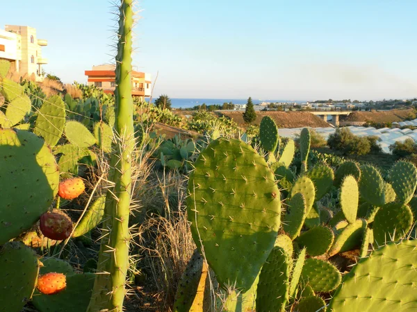 Syrien. Baniyas. Medelhavet, kaktusar. — 图库照片