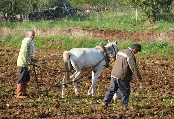 Los hombres turcos son extraños en el arado tirado por un caballo y semillas de sypyat. Agricultura en Turquía, Gaziantep - 4 de noviembre de 2008 . —  Fotos de Stock