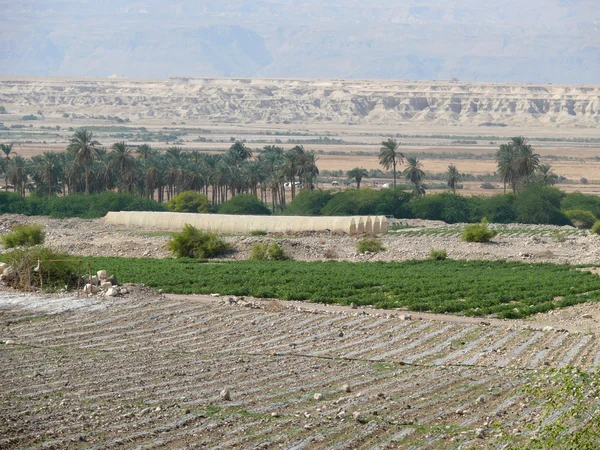 Jordania. rolnictwo. — Zdjęcie stockowe
