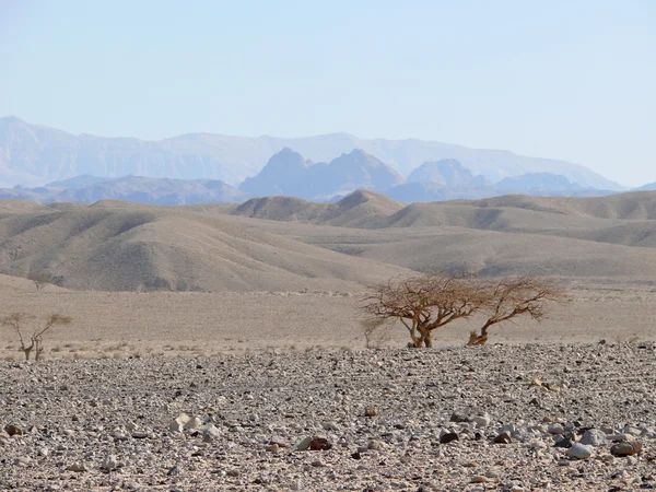 Jordanien. Wüste. — Stockfoto
