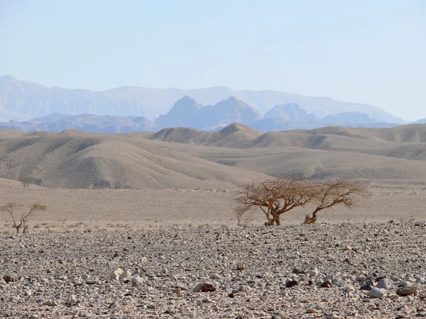 Jordania. Pustynia. — Zdjęcie stockowe