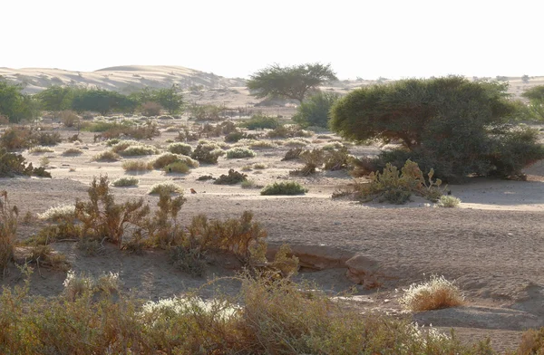 Jordanien. Wüste. — Stockfoto